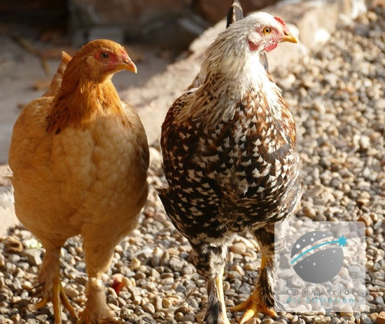 Infectious Coryza In Chickens Symptoms, Treatment And, 44% OFF