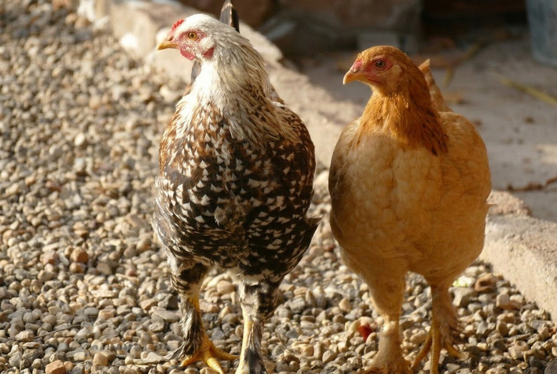 Poultry Dust as a Respiratory Hazard