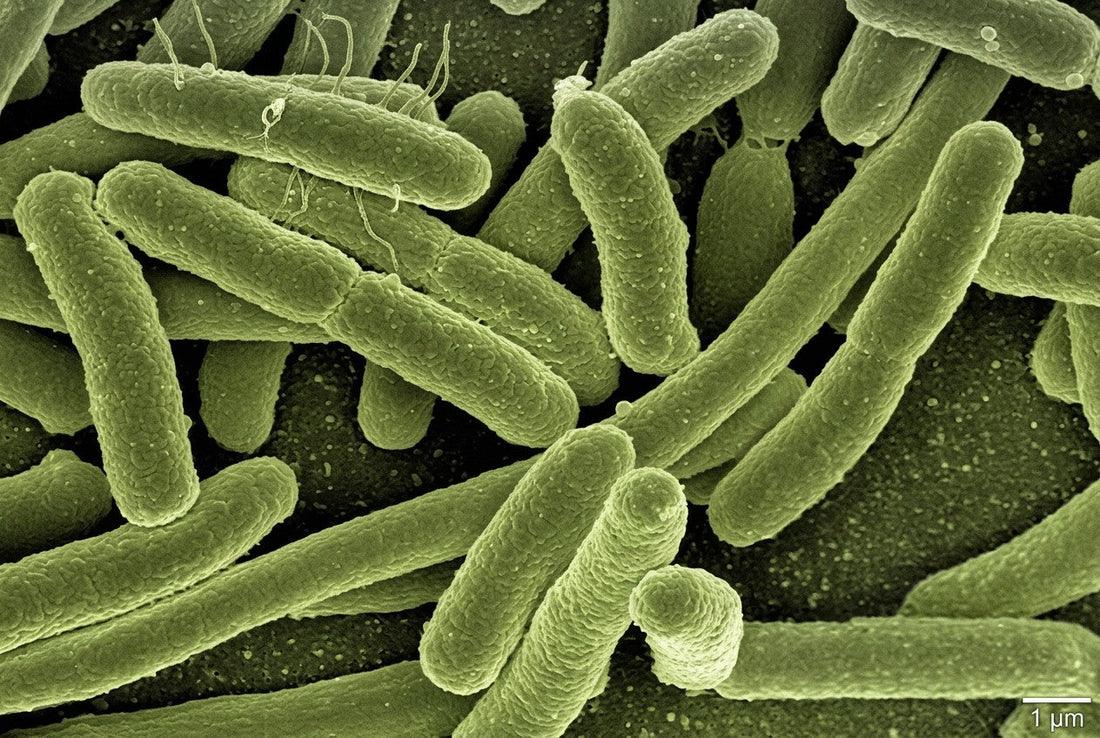 Pseudomonas Infection Control in Hospitals