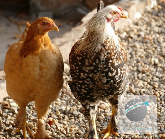 Poultry Dust as a Respiratory Hazard